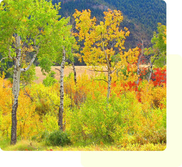 Vibrant autumn trees with yellow, orange, and green leaves near a body of water.