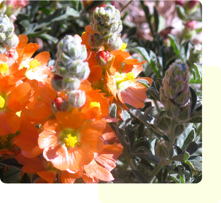 Bright orange flowers blooming with fuzzy gray buds in sunlight.