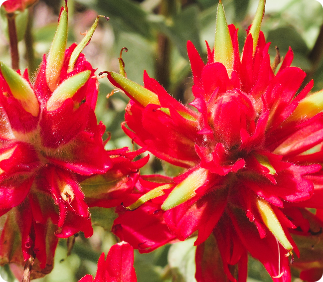 Bright red flowers with spiky petals in a natural setting.