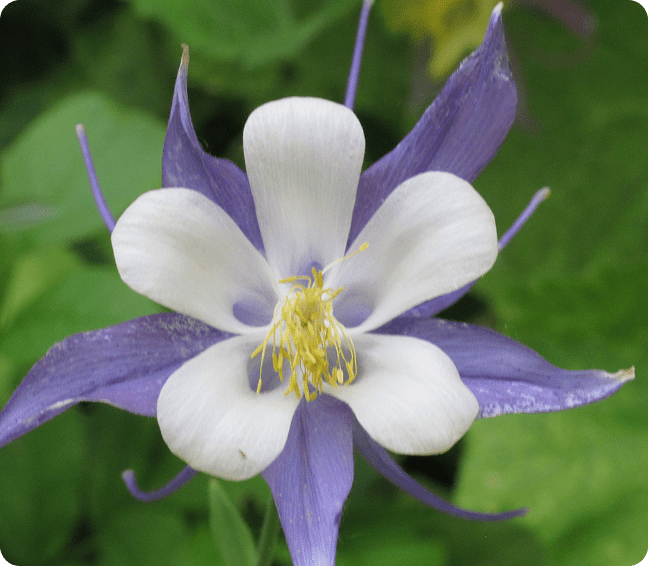 Close-up of a purple and white columbine flower with delicate petals.