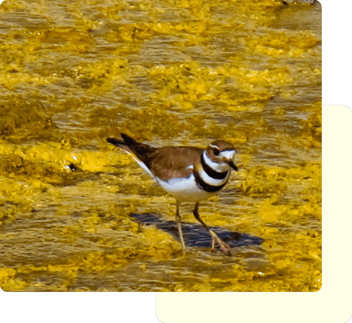 A small bird with distinctive black and white markings stands on wet ground.