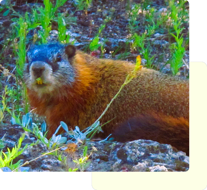 A marmot standing on rocky ground amidst green vegetation.