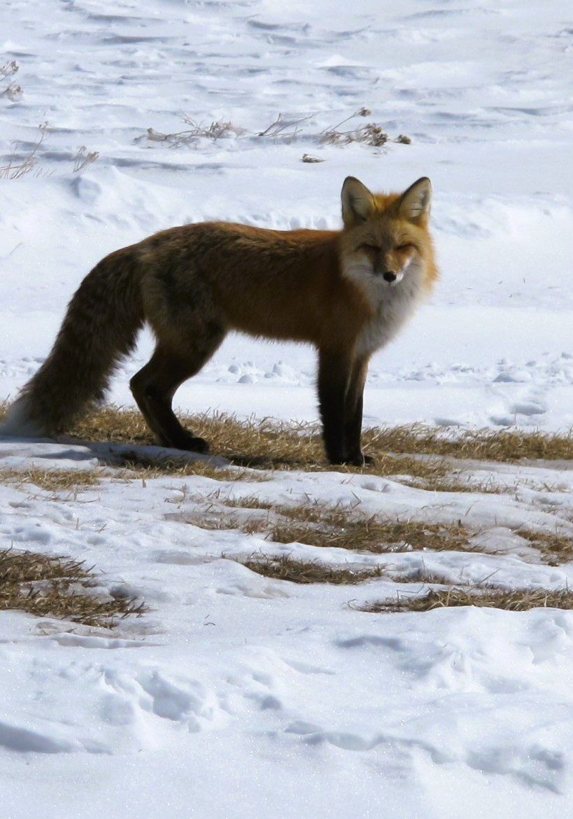 A red fox stands alert on snowy ground with patches of exposed earth.