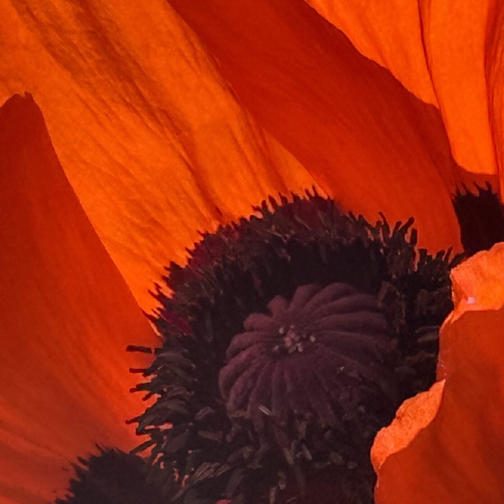 Close-up of a vibrant orange poppy flower with detailed black center.